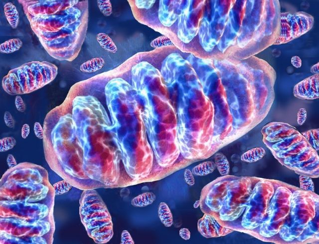 I mitocondri non funzionano bene e l’infiammazione cresce: vediamo come agire!
