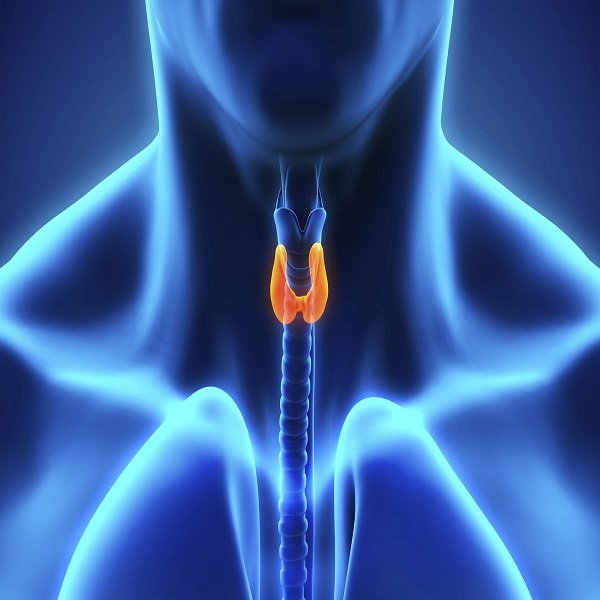 Il microbiota intestinale può influenzare l salute tiroidea?